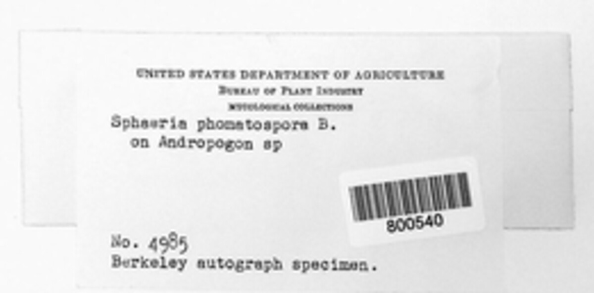 Phomatospora berkeleyi image